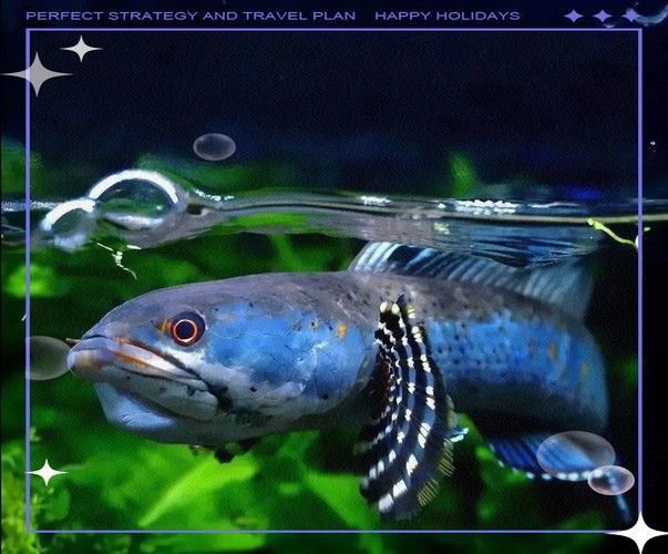 七彩雷龍魚飼養方法大全圖解 龍魚百科 第20張 七彩雷龍魚飼養方法大全圖解 七彩雷龍魚飼養方法大全圖解 龍魚百科 第20張