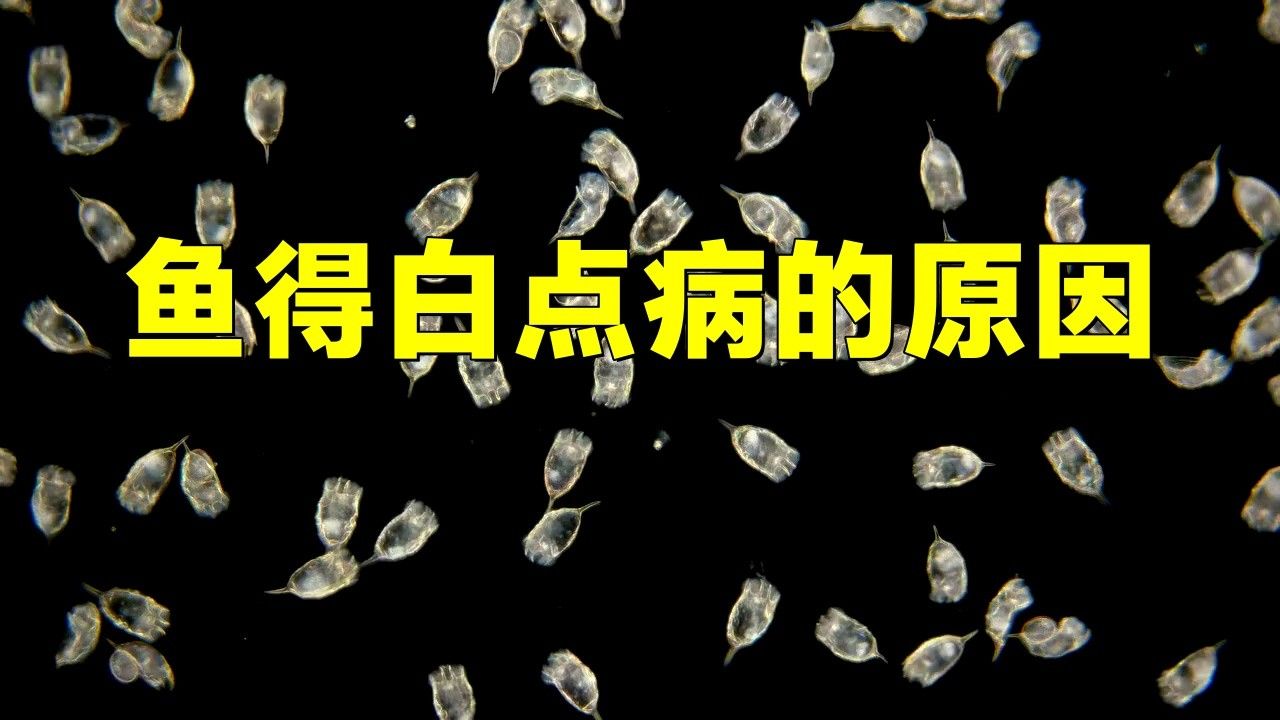 銀龍魚身上長白點怎么辦
