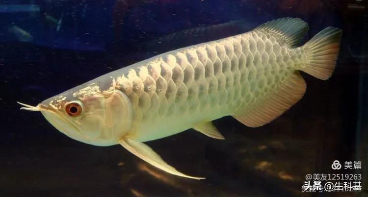 金龍魚的生長周期長達數(shù)十年：金龍魚的生長周期