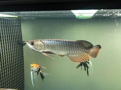 龍魚可以喂小魚嗎怎么喂:龍魚可以喂小魚嗎 龍魚百科 第2張 龍魚可以喂小魚嗎怎么喂:龍魚可以喂小魚嗎 龍魚可以喂小魚嗎怎么喂:龍魚可以喂小魚嗎 龍魚百科 第2張