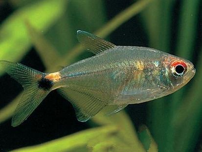 龍魚眼睛劃傷多久能好：龍魚眼睛受傷會好嗎？詳細解析與護理視頻指南