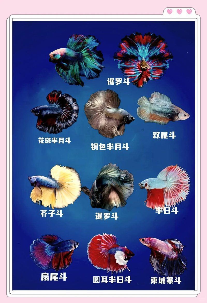 黃粉和甲基藍的用量如何控制？ 黃粉和甲基藍的用量如何控制？ 龍魚百科 第1張