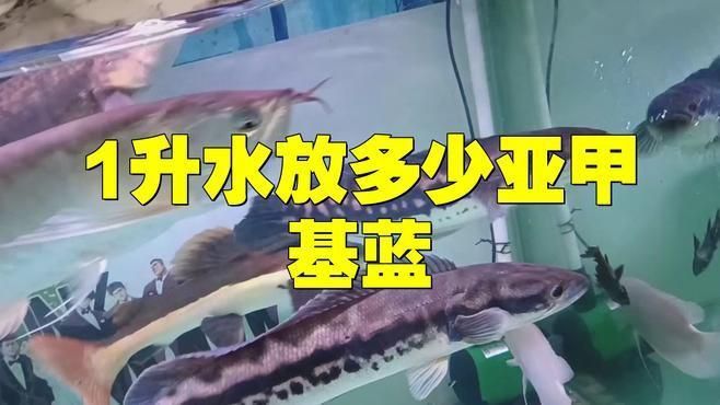 黃粉和甲基藍的用量如何控制？ 黃粉和甲基藍的用量如何控制？ 龍魚百科 第3張