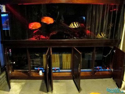 龍魚養水的正確方法（養好龍魚的關鍵是養好水質是養好龍魚的關鍵以下步驟和注意事項）