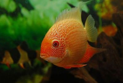 菠蘿魚能跟龍魚混養么嗎：菠蘿魚可以和什么魚混養 菠蘿魚能跟龍魚混養么嗎：菠蘿魚可以和什么魚混養 龍魚百科 第1張