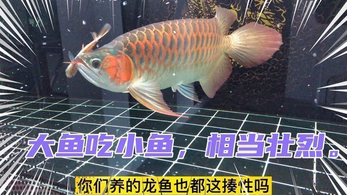 金龍魚吃小魚嘛還是大魚：金龍魚吃小魚嗎？