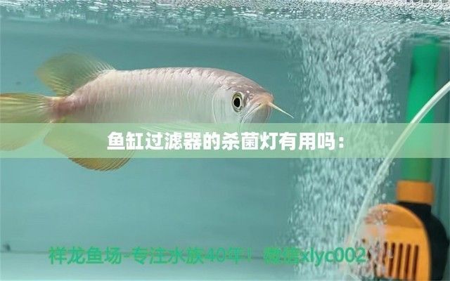 金龍魚需要天天喂食嗎：關于金龍魚飼養的一些問題 金龍魚需要天天喂食嗎：關于金龍魚飼養的一些問題 龍魚百科 第4張
