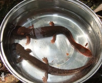 小龍魚觀賞魚怎么養殖：小龍魚的養殖環境應該是最重要的一步，準備一個具備過濾器和燈光等設備的魚缸 小龍魚觀賞魚怎么養殖：小龍魚的養殖環境應該是最重要的一步，準備一個具備過濾器和燈光等設備的魚缸 龍魚百科 第1張