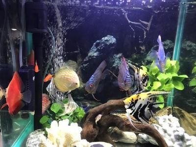 七彩神仙龍魚混養方法和技巧：七彩神仙魚和龍魚混養方法和技巧