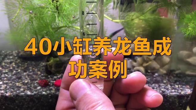 窄缸養龍魚需要注意哪些事項？ 窄缸養龍魚需要注意哪些事項？ 龍魚百科 第5張