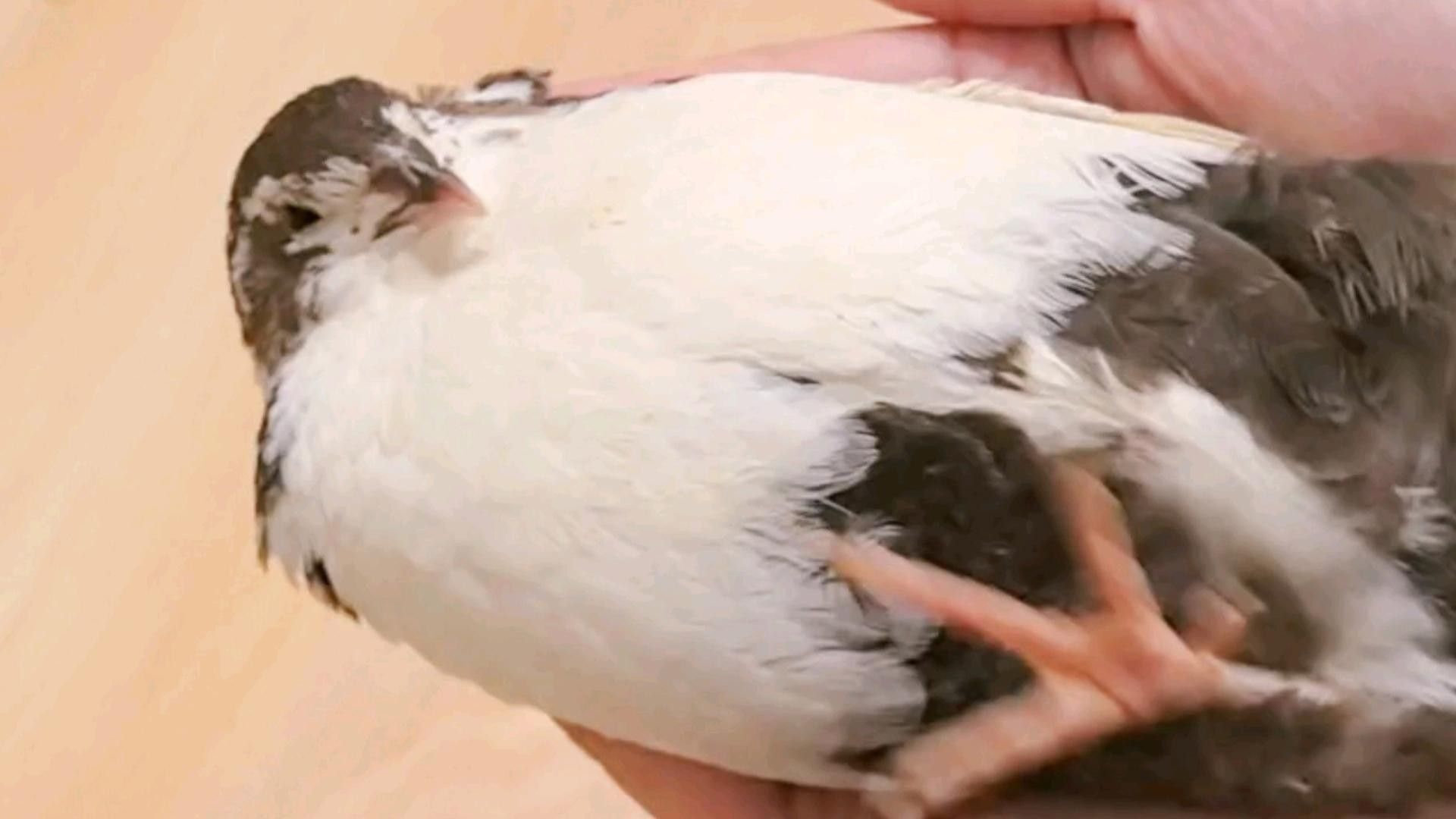 龍貓和貓共養有哪些注意事項