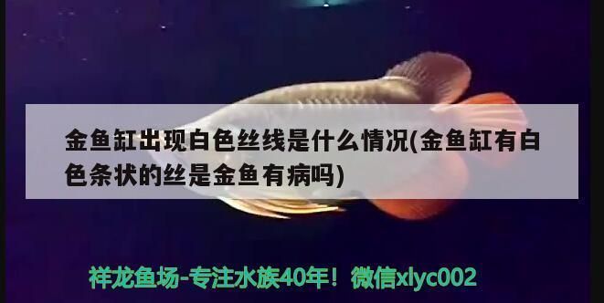 紅龍魚都喂什么食物最好（紅龍魚都喂什么食物最好呢）