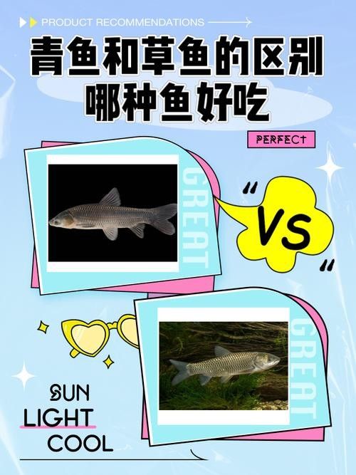 青龍魚長大后圖片視頻欣賞 青龍魚長大后圖片視頻欣賞 龍魚百科 第14張