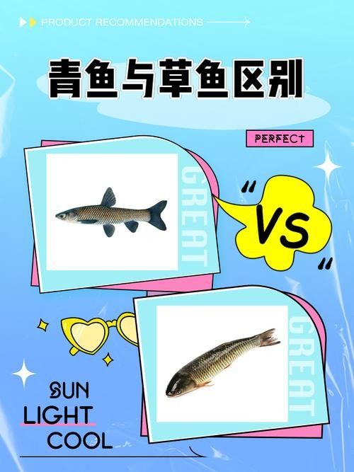 青龍魚長大后圖片視頻欣賞 青龍魚長大后圖片視頻欣賞 龍魚百科 第12張