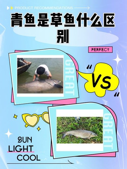青龍魚長大后圖片視頻欣賞 青龍魚長大后圖片視頻欣賞 龍魚百科 第20張