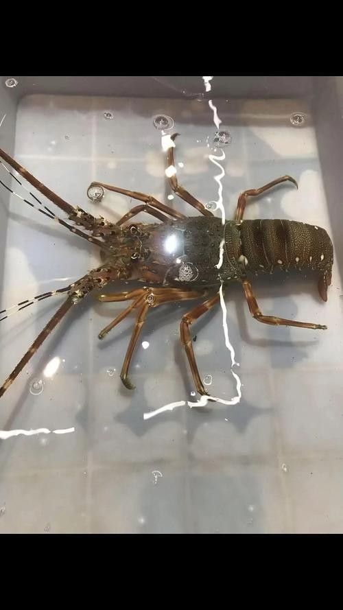 青龍魚長大后圖片視頻欣賞 青龍魚長大后圖片視頻欣賞 龍魚百科 第23張