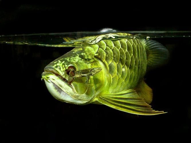青龍魚長大后圖片視頻欣賞 青龍魚長大后圖片視頻欣賞 龍魚百科 第13張
