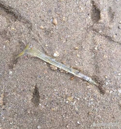 青龍魚長大后圖片視頻欣賞 青龍魚長大后圖片視頻欣賞 龍魚百科 第22張