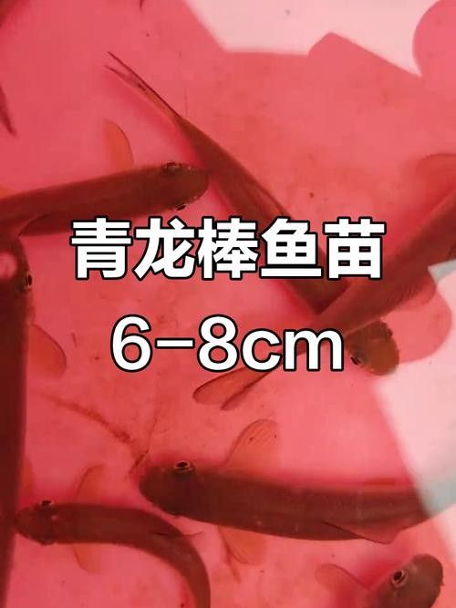 青龍魚長大后圖片視頻欣賞 青龍魚長大后圖片視頻欣賞 龍魚百科 第11張