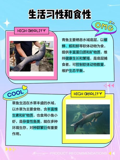 青龍魚長大后圖片視頻欣賞 青龍魚長大后圖片視頻欣賞 龍魚百科 第16張