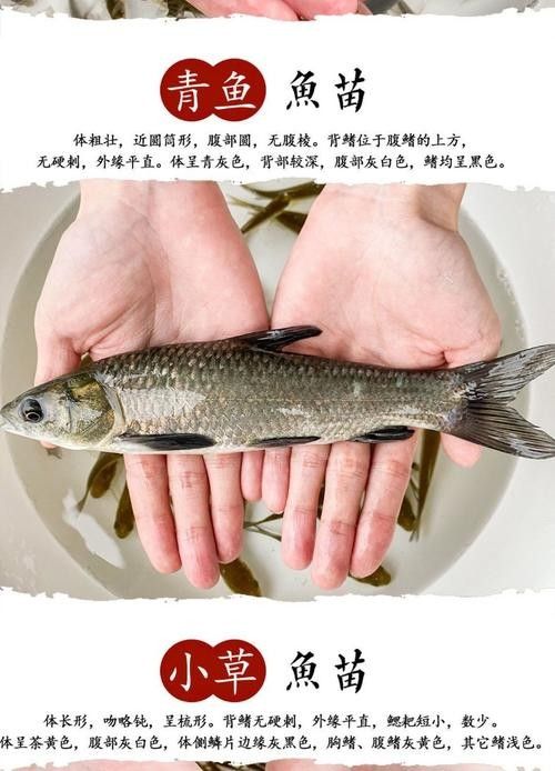 青龍魚長大后圖片視頻欣賞 青龍魚長大后圖片視頻欣賞 龍魚百科 第18張