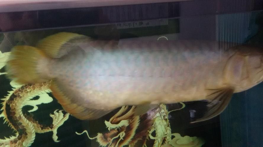 青龍魚長大后圖片視頻欣賞 青龍魚長大后圖片視頻欣賞 龍魚百科 第21張