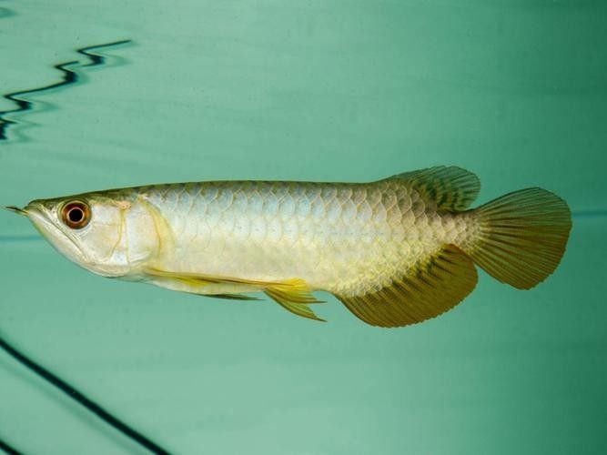 青龍魚長大后圖片視頻欣賞 青龍魚長大后圖片視頻欣賞 龍魚百科 第10張
