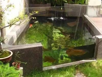 帆布魚(yú)池養(yǎng)龍魚(yú)：帆布魚(yú)池養(yǎng)龍魚(yú)是否適合養(yǎng)龍魚(yú)，從多個(gè)角度進(jìn)行考慮