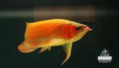 龍魚誘色燈：龍魚誘色燈的使用
