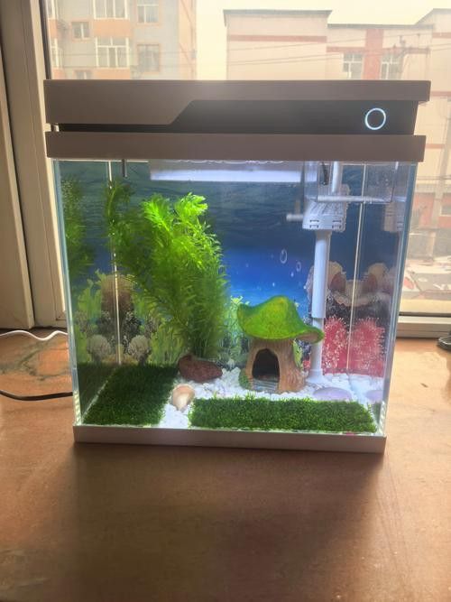 五星oblong歐鉑龍魚缸怎么樣 五星oblong歐鉑龍魚缸怎么樣 龍魚百科 第6張