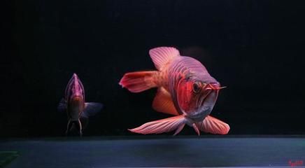 古典紫羅蘭龍魚怎么養（關于古典紫羅蘭龍魚的問題） 古典紫羅蘭龍魚怎么養（關于古典紫羅蘭龍魚的問題） 龍魚百科 第3張