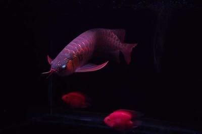 古典紫羅蘭龍魚怎么養（關于古典紫羅蘭龍魚的問題） 古典紫羅蘭龍魚怎么養（關于古典紫羅蘭龍魚的問題） 龍魚百科 第1張