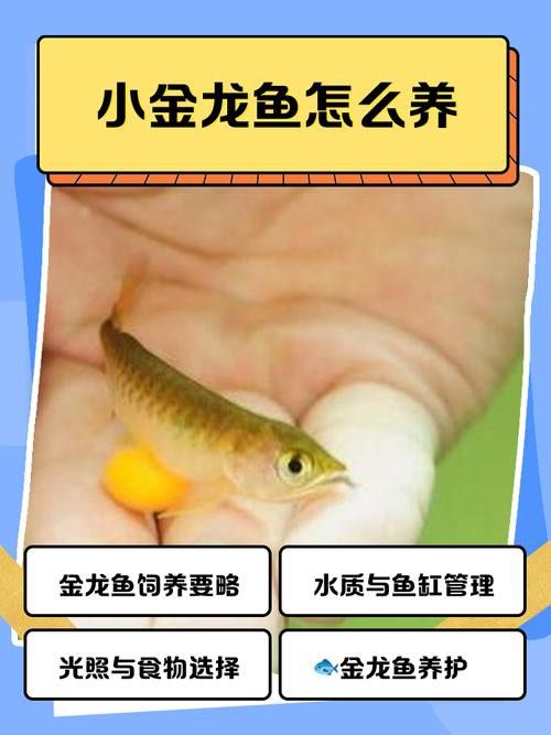 金頭金龍和古典金龍的飼養(yǎng)難度如何？
