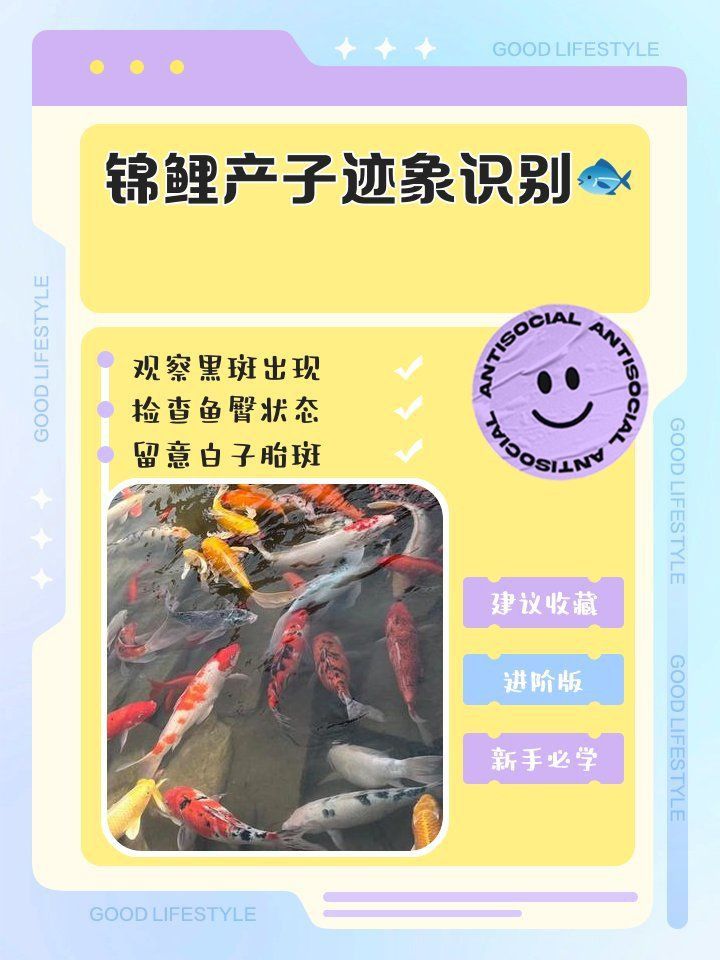 錦鯉生小魚兆頭是什么 錦鯉生小魚兆頭是什么 龍魚百科 第3張