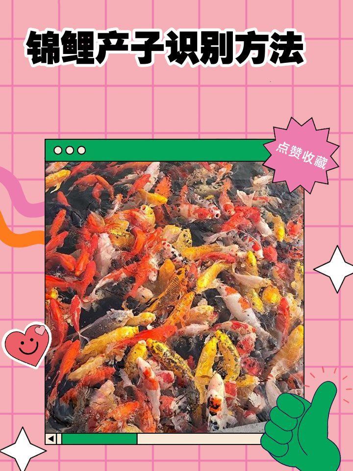 錦鯉生小魚兆頭是什么 錦鯉生小魚兆頭是什么 龍魚百科 第7張