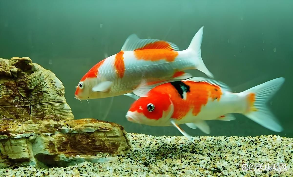 錦鯉生小魚兆頭是什么 錦鯉生小魚兆頭是什么 龍魚百科 第12張