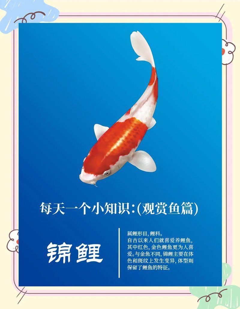 錦鯉生小魚兆頭是什么 錦鯉生小魚兆頭是什么 龍魚百科 第18張
