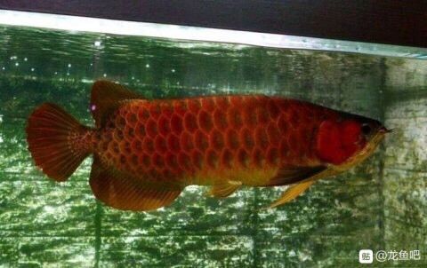 龍魚入缸多久出狀態(tài)（如何判斷龍魚已穩(wěn)定,龍魚適應(yīng)新環(huán)境的技巧,）