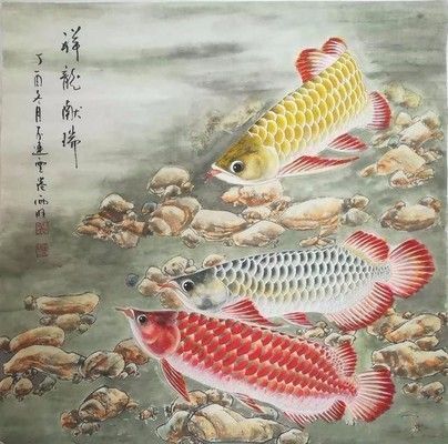 金龍魚寫真照片大全(關于金龍魚的一些詳細信息和圖片資源推薦) 龍魚百科 第5張 金龍魚寫真照片大全(關于金龍魚的一些詳細信息和圖片資源推薦) 金龍魚寫真照片大全(關于金龍魚的一些詳細信息和圖片資源推薦) 龍魚百科 第5張