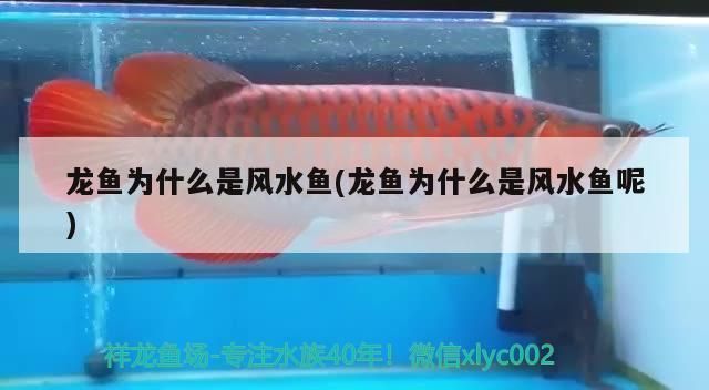 龍魚(yú)屬于風(fēng)水魚(yú)嗎為什么：泰國(guó)文化中龍魚(yú)的象征意義