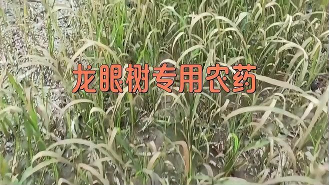 龍魚吃什么最好消化食物：關于龍魚最佳食物的一些信息