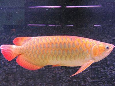 龍魚離開水可以活多久啊：龍魚離開水后的存活時(shí)間
