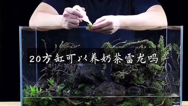 奶茶雷龍魚需要多大的缸