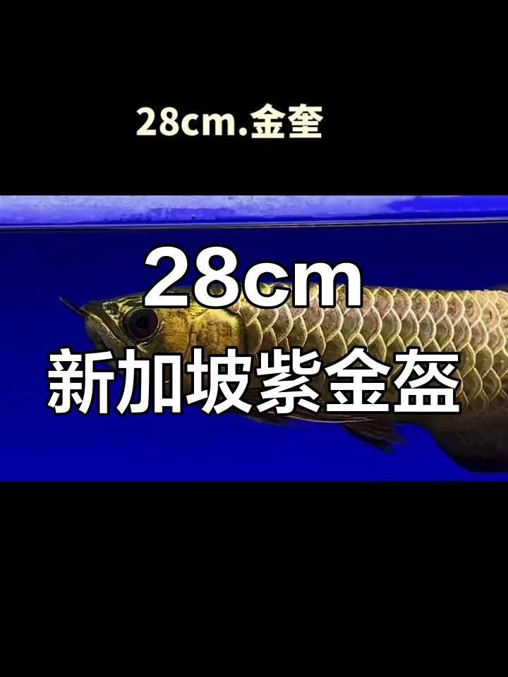 如何保養和維護24K過背金龍？ 如何保養和維護24K過背金龍？ 龍魚百科 第1張