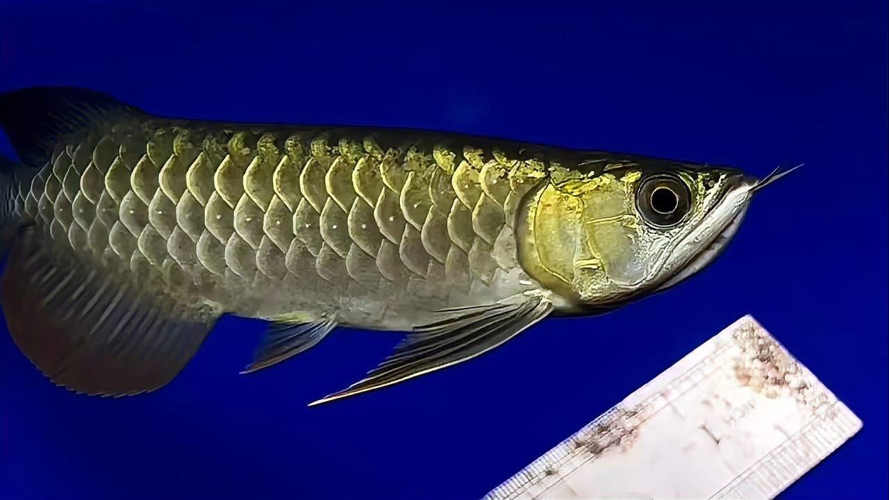 如何保養和維護24K過背金龍？ 如何保養和維護24K過背金龍？ 龍魚百科 第3張