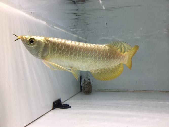 如何保養和維護24K過背金龍？ 如何保養和維護24K過背金龍？ 龍魚百科 第10張