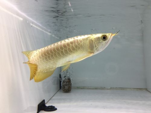 如何保養和維護24K過背金龍？ 如何保養和維護24K過背金龍？ 龍魚百科 第7張