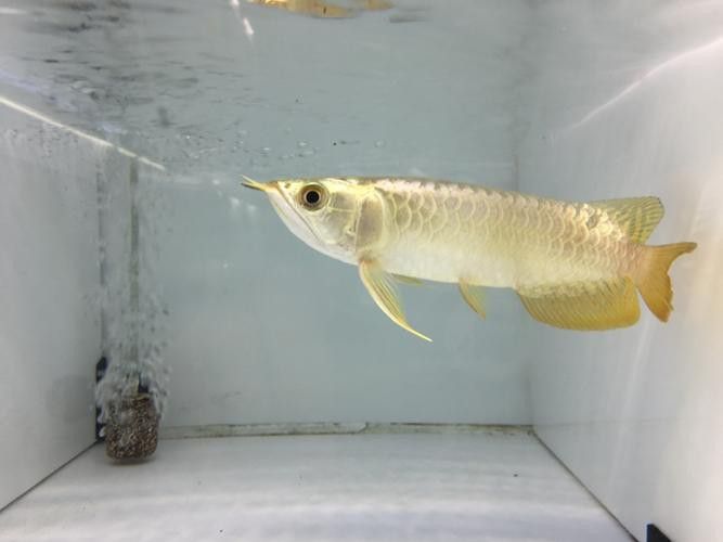 如何保養和維護24K過背金龍？ 如何保養和維護24K過背金龍？ 龍魚百科 第9張