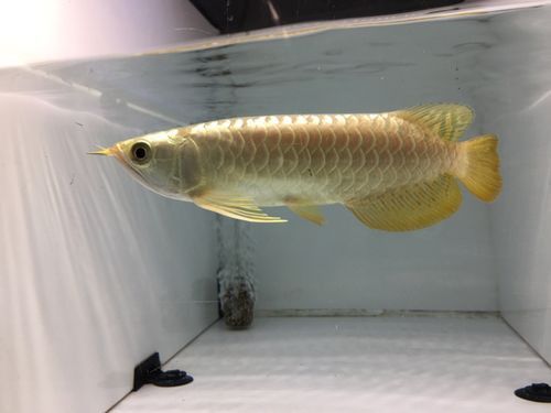 如何保養和維護24K過背金龍？ 如何保養和維護24K過背金龍？ 龍魚百科 第8張