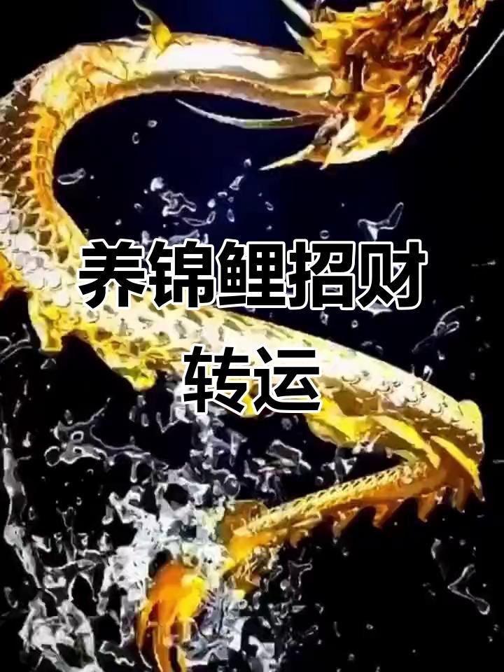 錦鯉一般養幾條最好